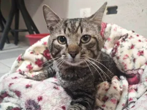 Gato raça SRD-ViraLata idade 1 ano nome SEM NOME 