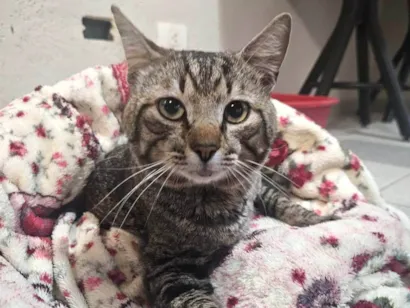 Gato raça SRD-ViraLata idade 1 ano nome SEM NOME 