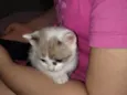 A gata se chama mel,mas como ela e filhote pode trocar o nome