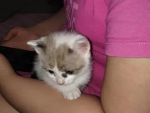 Gato raça SRD-ViraLata idade Abaixo de 2 meses nome A gata se chama mel,mas como ela e filhote pode trocar o nome