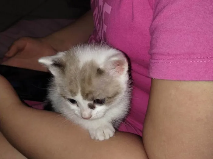 Gato ra a SRD-ViraLata idade Abaixo de 2 meses nome A gata se chama mel,mas como ela e filhote pode trocar o nome
