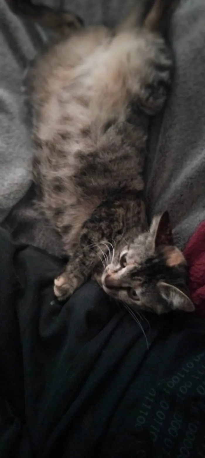 Gato ra a SRD-ViraLata idade 1 ano nome Kimi