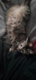 Kimi