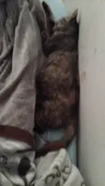 Kimi