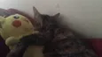 Kimi