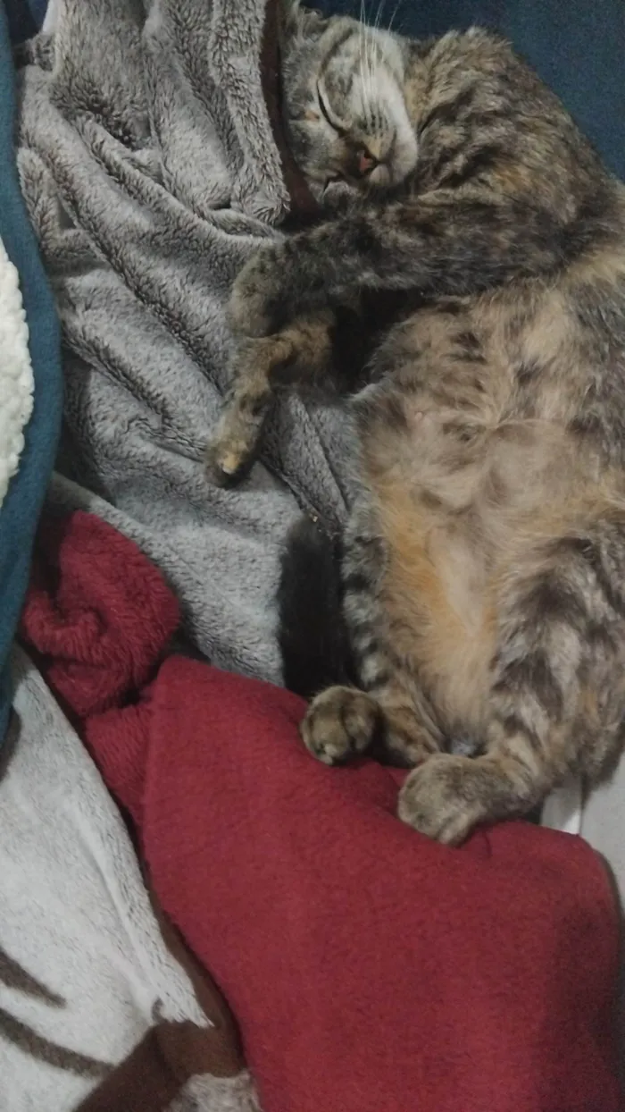 Gato ra a SRD-ViraLata idade 1 ano nome Kimi