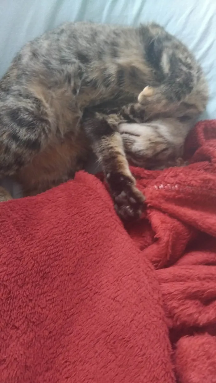 Gato ra a SRD-ViraLata idade 1 ano nome Kimi