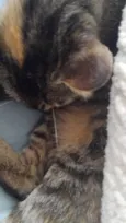 Kimi