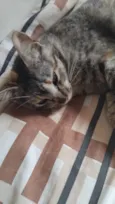 Kimi