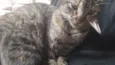 Kimi