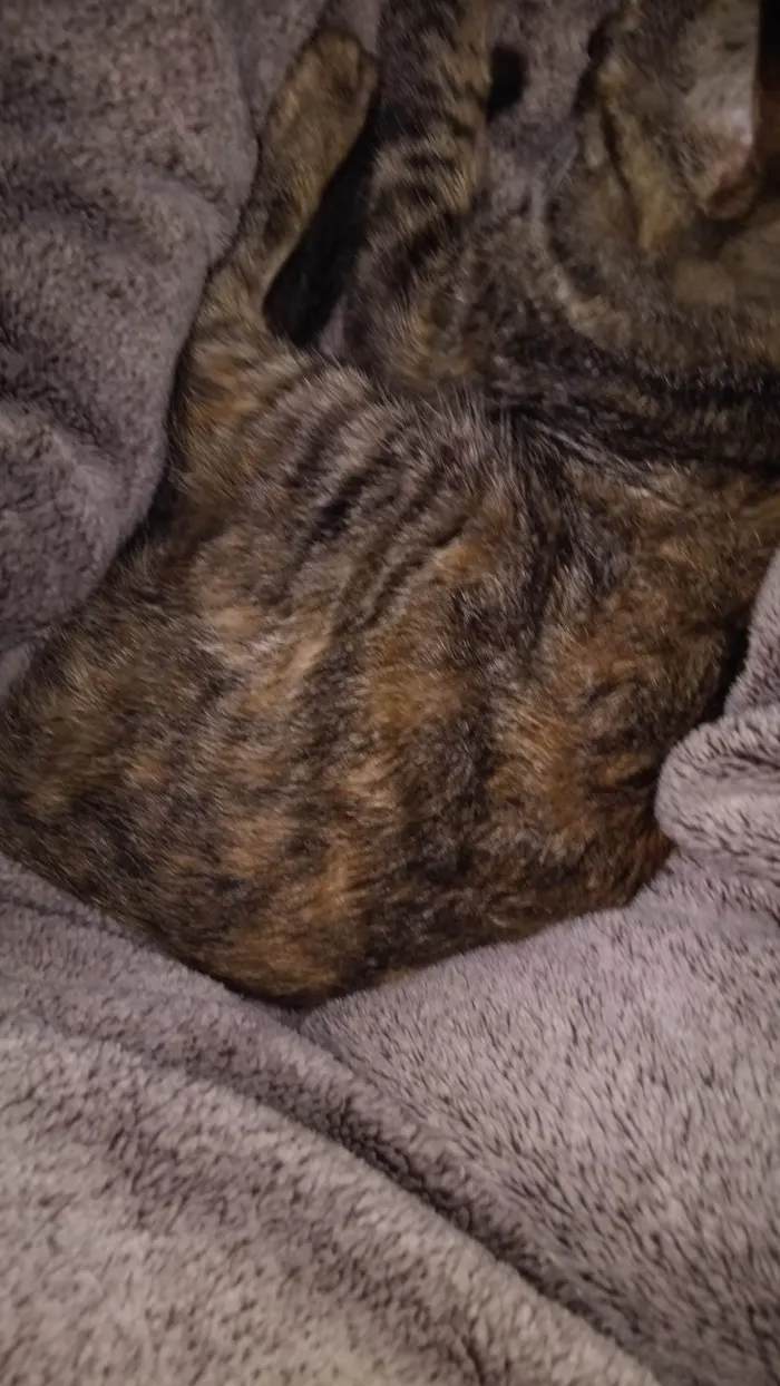 Gato ra a SRD-ViraLata idade 1 ano nome Kimi