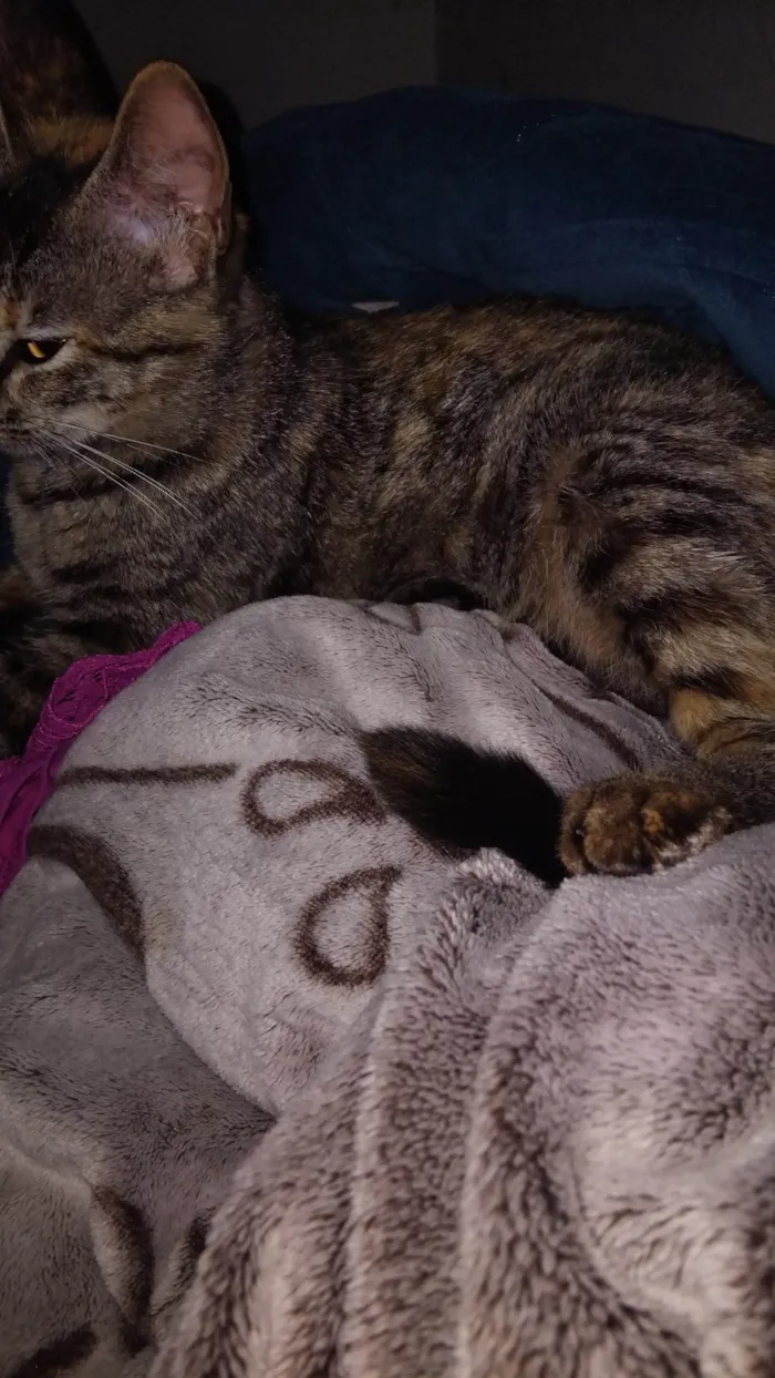 Gato ra a SRD-ViraLata idade 1 ano nome Kimi