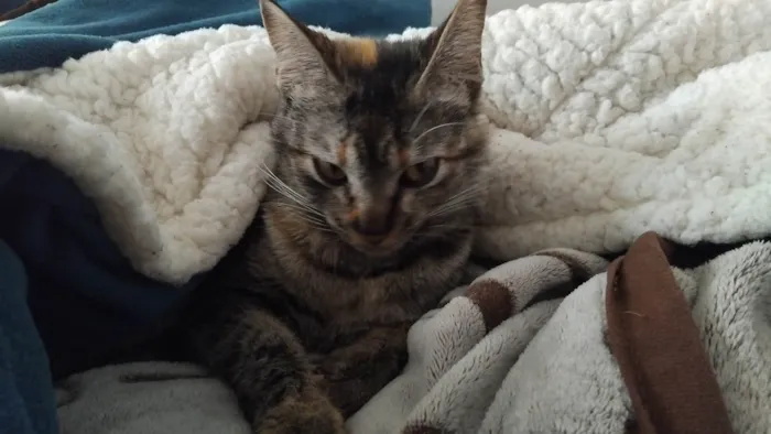 Gato ra a SRD-ViraLata idade 1 ano nome Kimi
