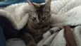 Kimi