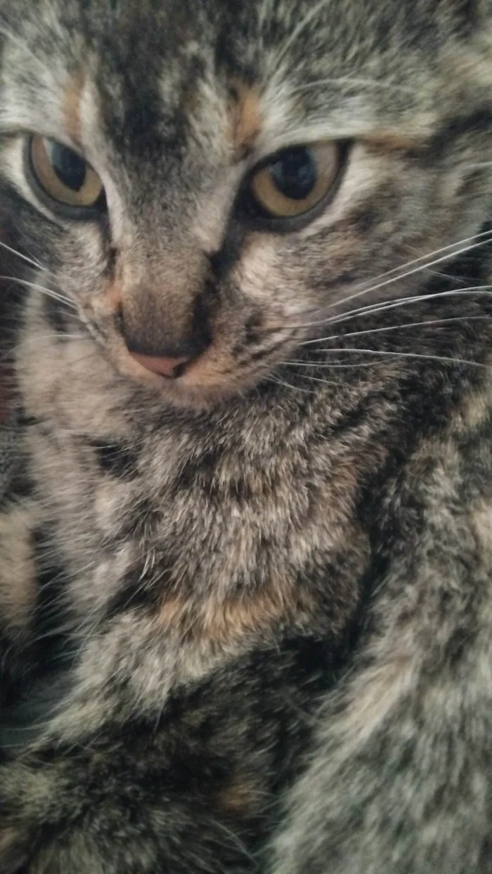 Gato ra a SRD-ViraLata idade 1 ano nome Kimi
