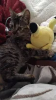 Kimi