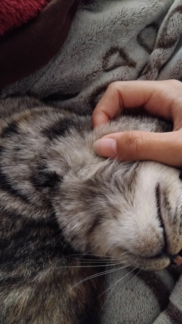 Gato ra a SRD-ViraLata idade 1 ano nome Kimi