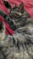 Kimi