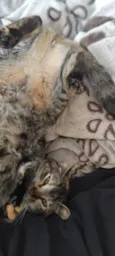 Kimi