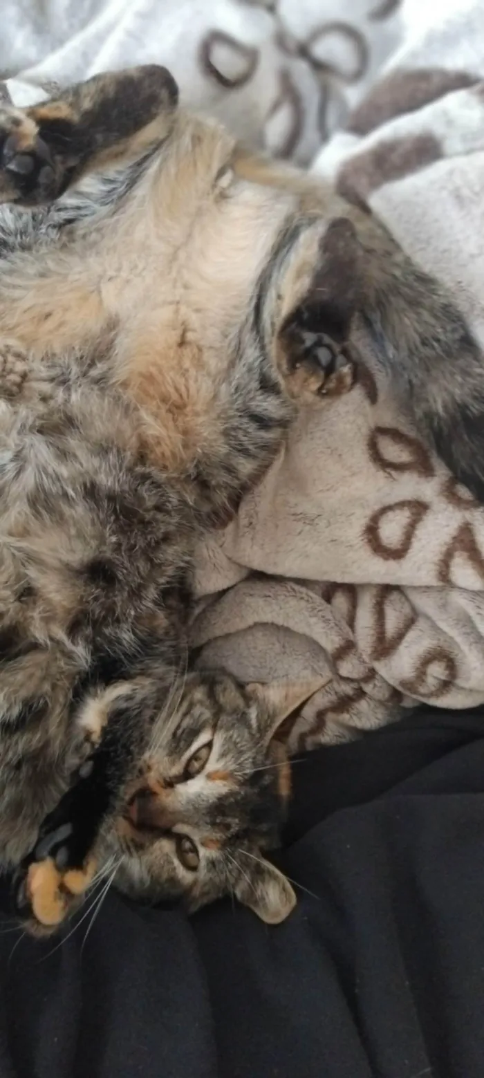 Gato ra a SRD-ViraLata idade 1 ano nome Kimi
