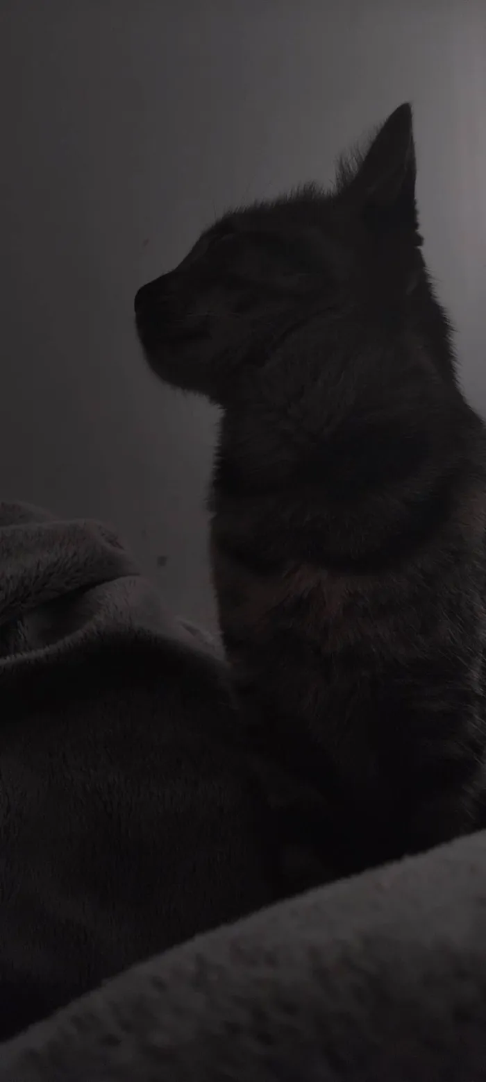 Gato ra a SRD-ViraLata idade 1 ano nome Kimi