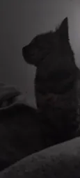 Kimi