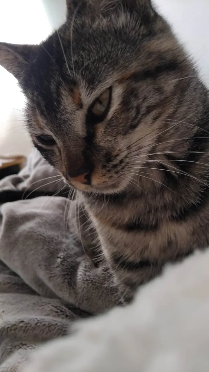 Gato ra a SRD-ViraLata idade 1 ano nome Kimi