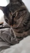 Kimi