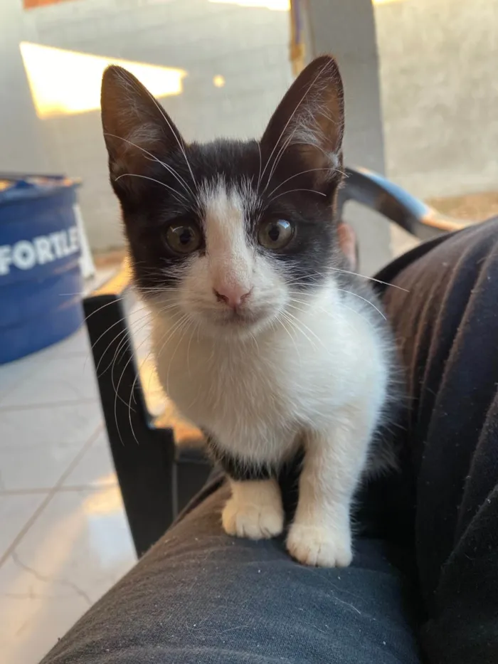 Gato ra a SRD-ViraLata idade 2 a 6 meses nome Frajola 