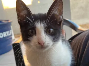 Gato raça SRD-ViraLata idade 2 a 6 meses nome Frajola 
