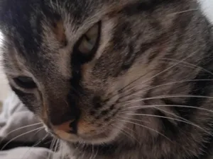 Gato raça SRD-ViraLata idade 1 ano nome Kimi