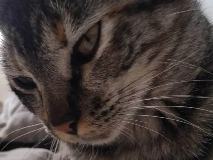 Gato ra a SRD-ViraLata idade 1 ano nome Kimi