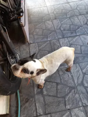 Cachorro raça Bulldog idade 6 ou mais anos nome Felicia