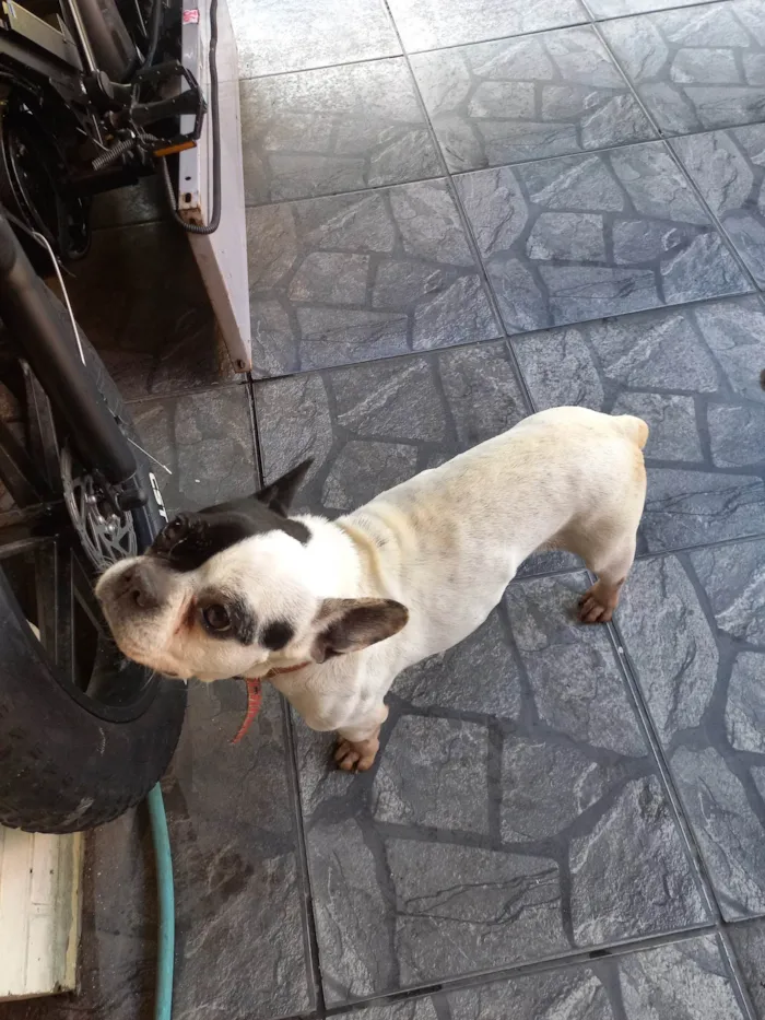 Cachorro ra a Bulldog idade 6 ou mais anos nome Felicia