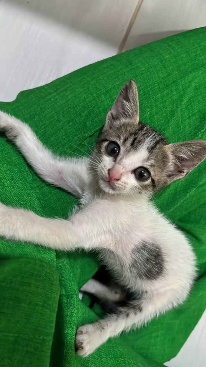 Gato ra a SRD-ViraLata idade 2 a 6 meses nome Heloiza
