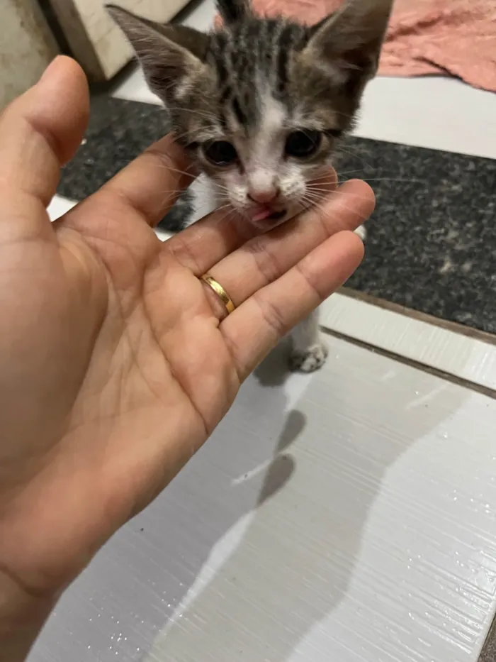 Gato ra a SRD-ViraLata idade 2 a 6 meses nome Heloiza