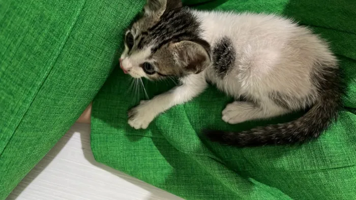 Gato ra a SRD-ViraLata idade 2 a 6 meses nome Heloiza