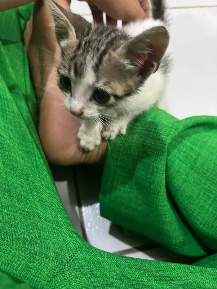 Gato ra a SRD-ViraLata idade 2 a 6 meses nome Heloiza