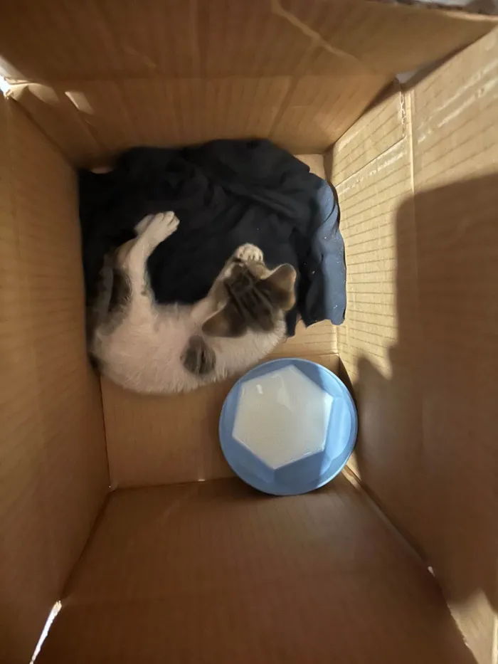 Gato ra a SRD-ViraLata idade 2 a 6 meses nome Heloiza