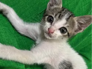 Gato raça SRD-ViraLata idade 2 a 6 meses nome Heloiza