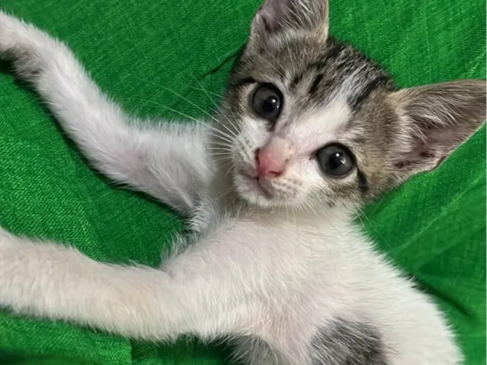 Gato ra a SRD-ViraLata idade 2 a 6 meses nome Heloiza