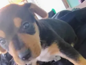 Cachorro raça SRD-ViraLata idade Abaixo de 2 meses nome Não tem nome ainda
