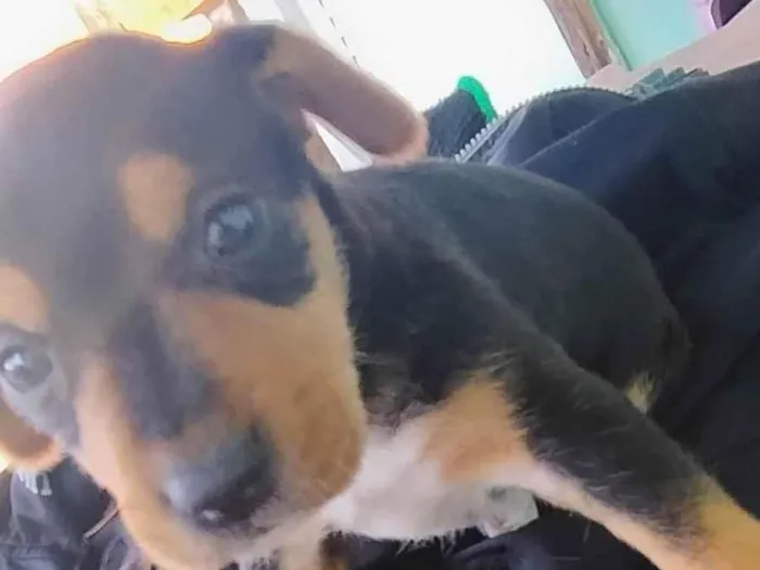 Cachorro ra a SRD-ViraLata idade Abaixo de 2 meses nome Não tem nome ainda