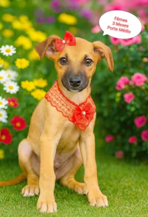 Cachorro raça SRD-ViraLata idade 2 a 6 meses nome Mel
