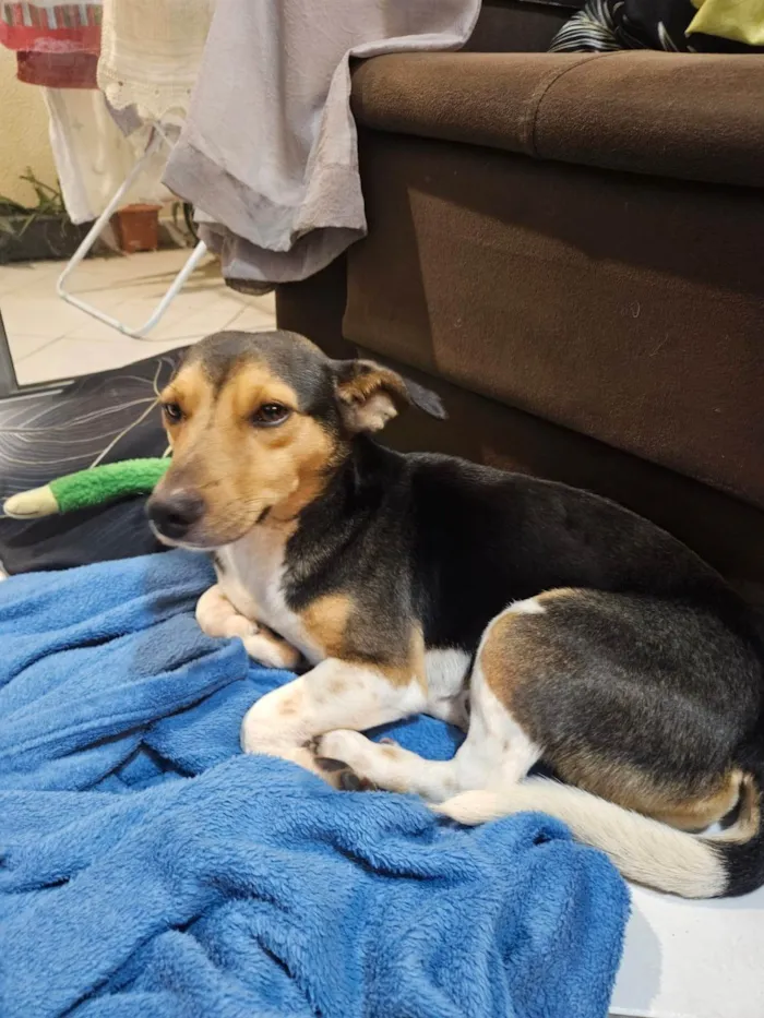 Cachorro ra a SRD-ViraLata idade 3 anos nome Godofredo