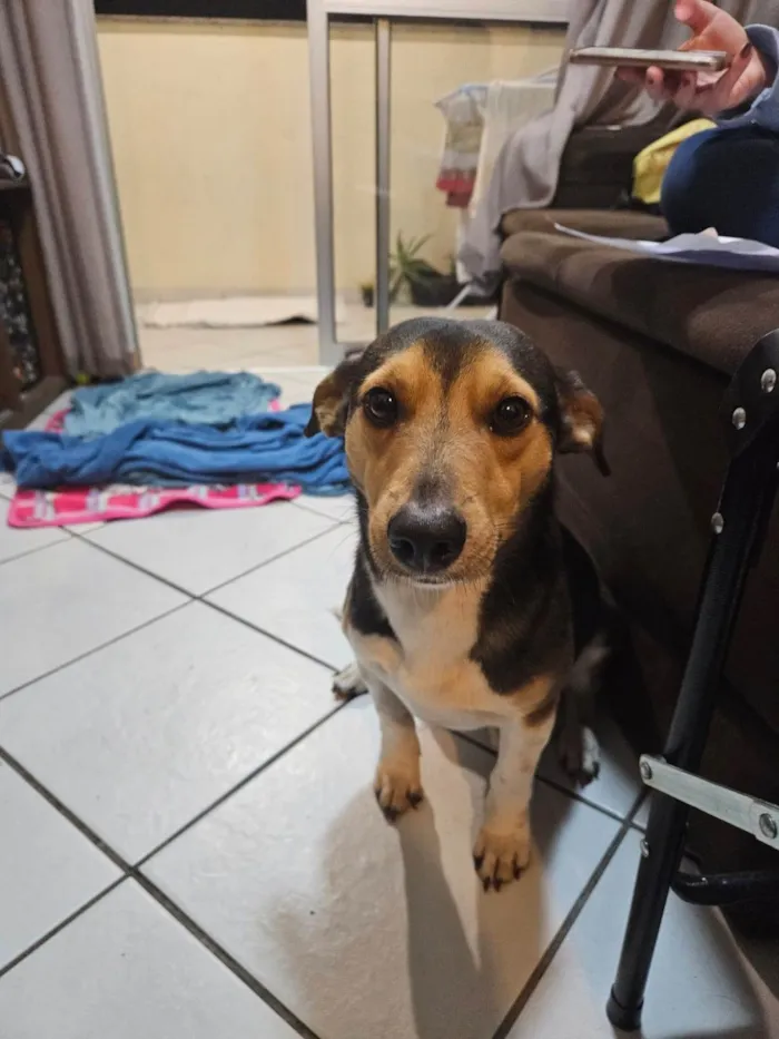 Cachorro ra a SRD-ViraLata idade 3 anos nome Godofredo