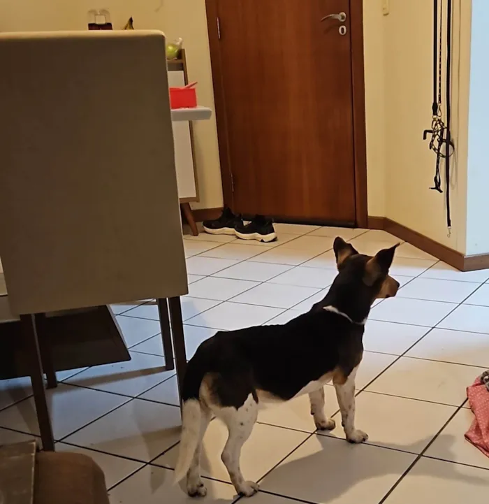 Cachorro ra a SRD-ViraLata idade 3 anos nome Godofredo