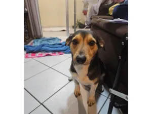 Cachorro raça SRD-ViraLata idade 3 anos nome Godofredo
