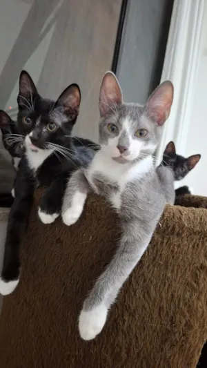 Gato raça SRD-ViraLata idade 1 ano nome Apolo e Negresco 