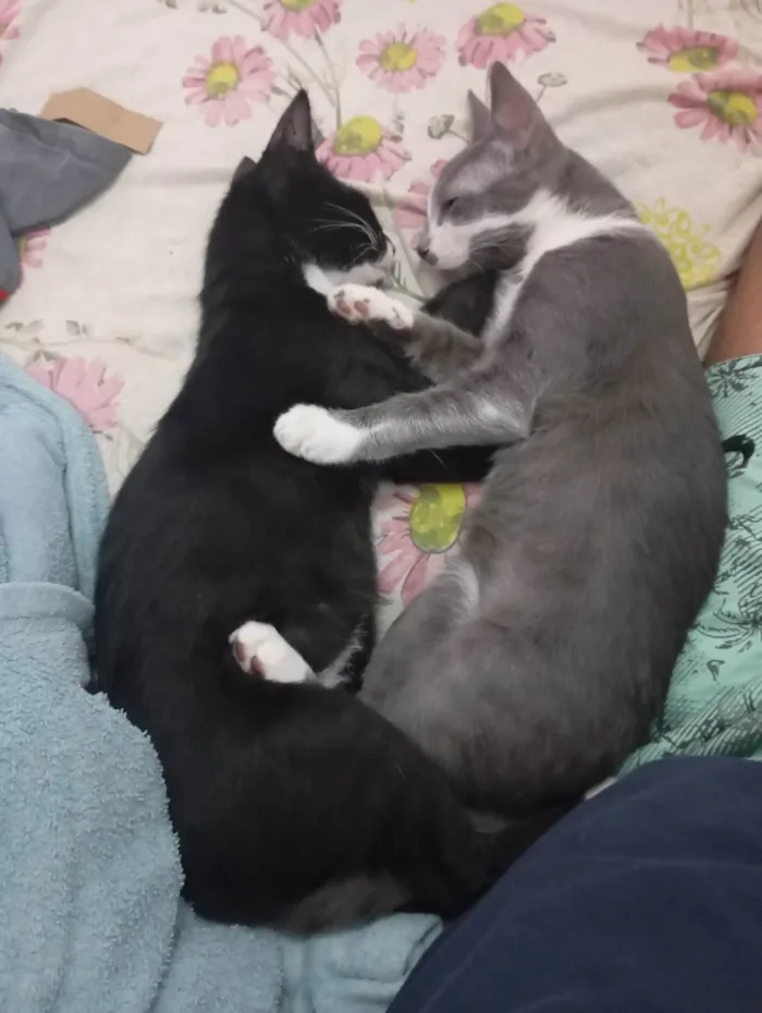 Gato ra a SRD-ViraLata idade 1 ano nome Apolo e Negresco 